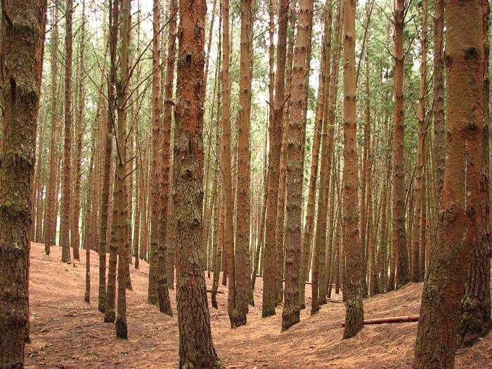 sightseeing-fineforest